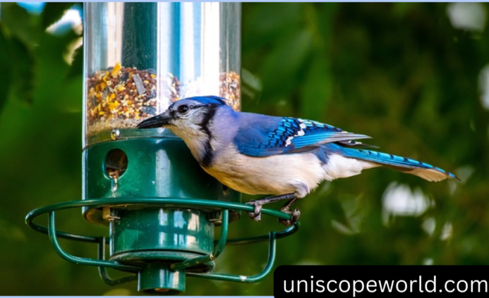 Best Bird Feeders for Winter