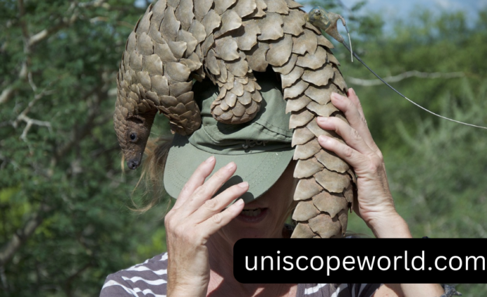 Pangolins